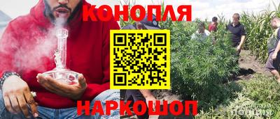 крисы Кингисепп